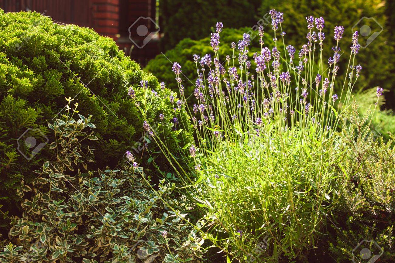 Plante de rocaille feuillage persistant