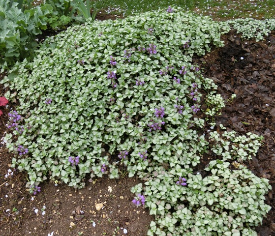 Plantes vivaces couvre sol