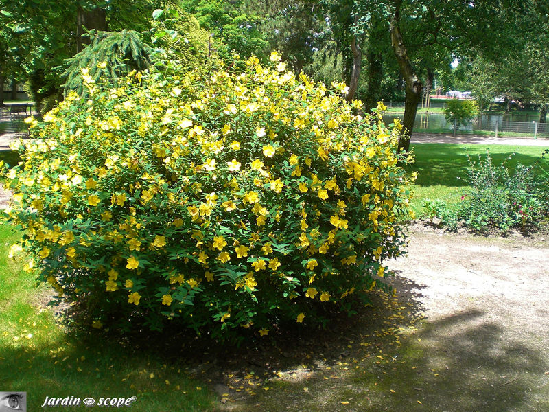 Couvre sol envahissant