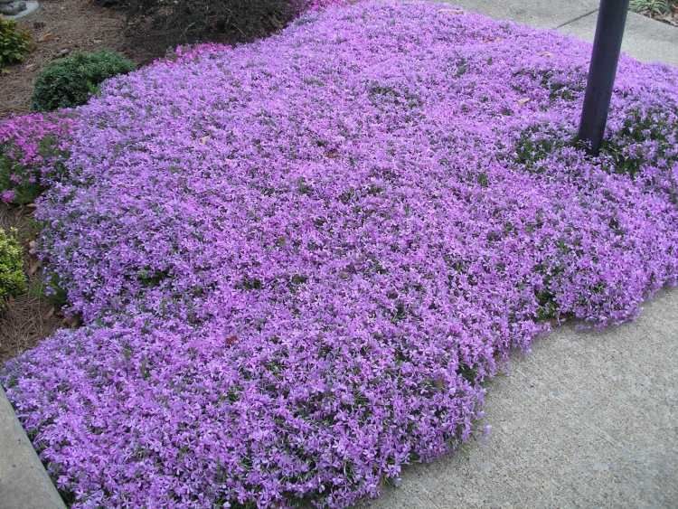 Couvre sol fleuri