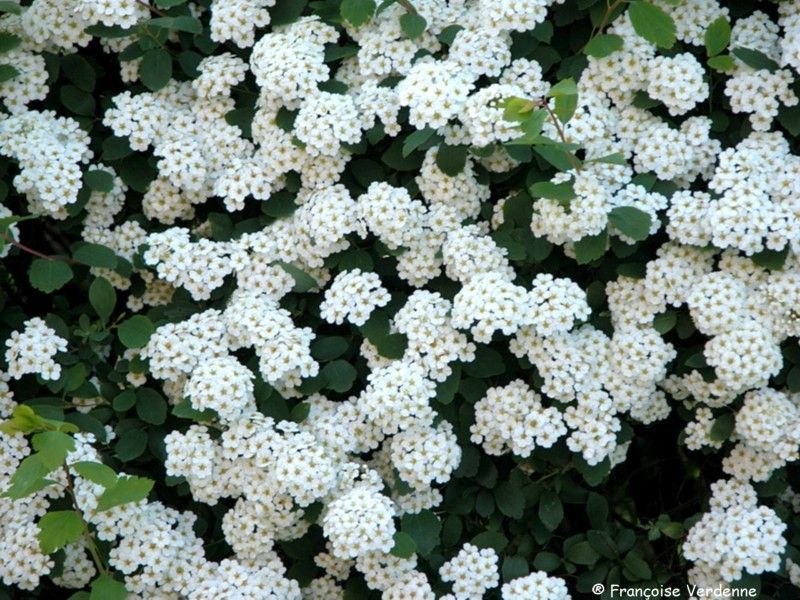 Plante vivace blanche