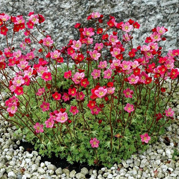 Fleurs de rocaille retombantes