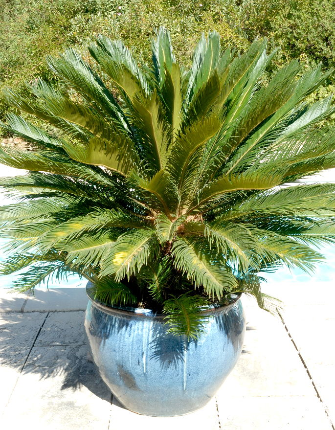 Plante cycas