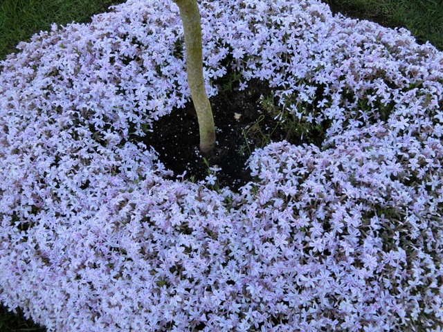 Plante couvre sol bleue