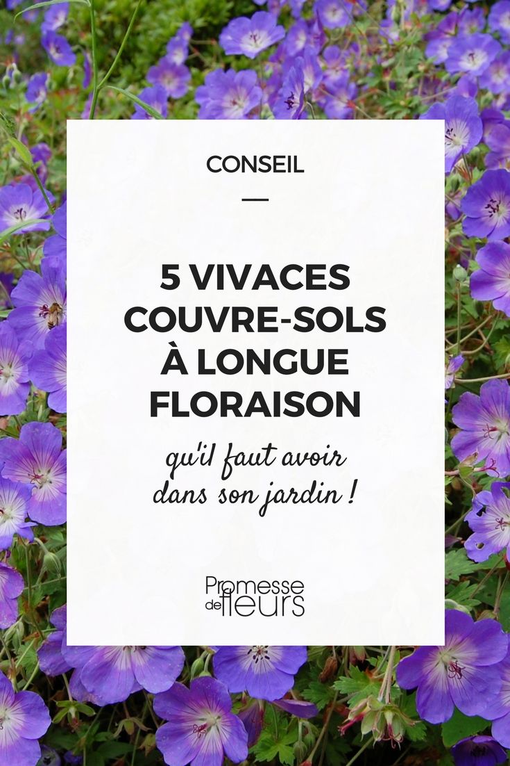 Vivace couvre sol longue floraison