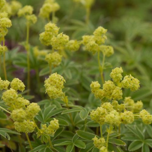 Plante des talus a fleurs jaunes