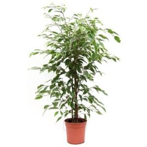 Plante ficus