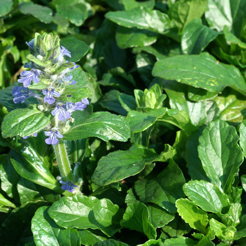 Fleur bleue rampante