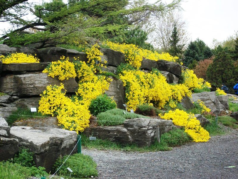 Plantes pour rocaille plein soleil