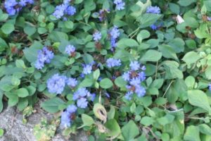 Petites fleurs bleues couvre sol