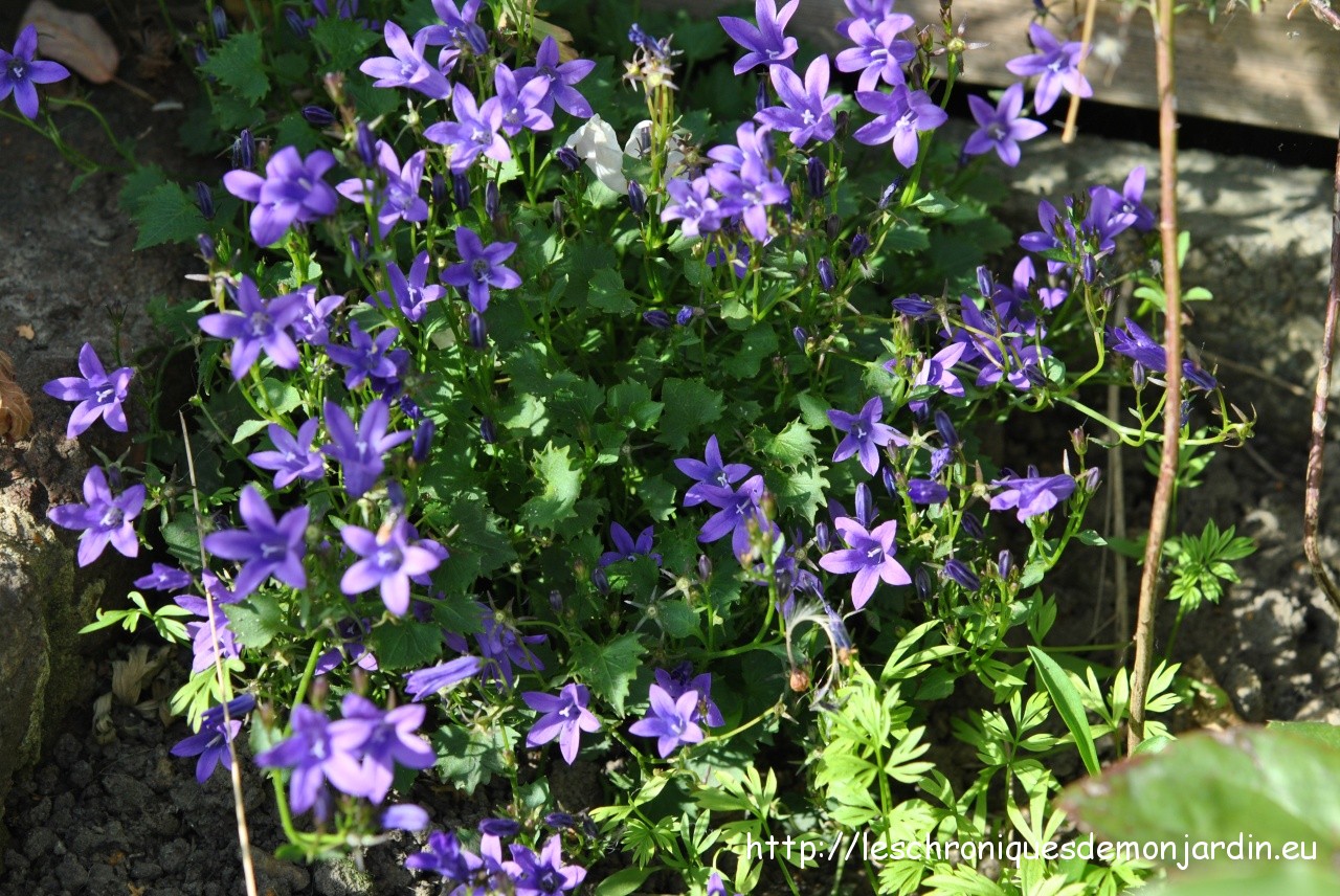 Campanules vivaces rampantes