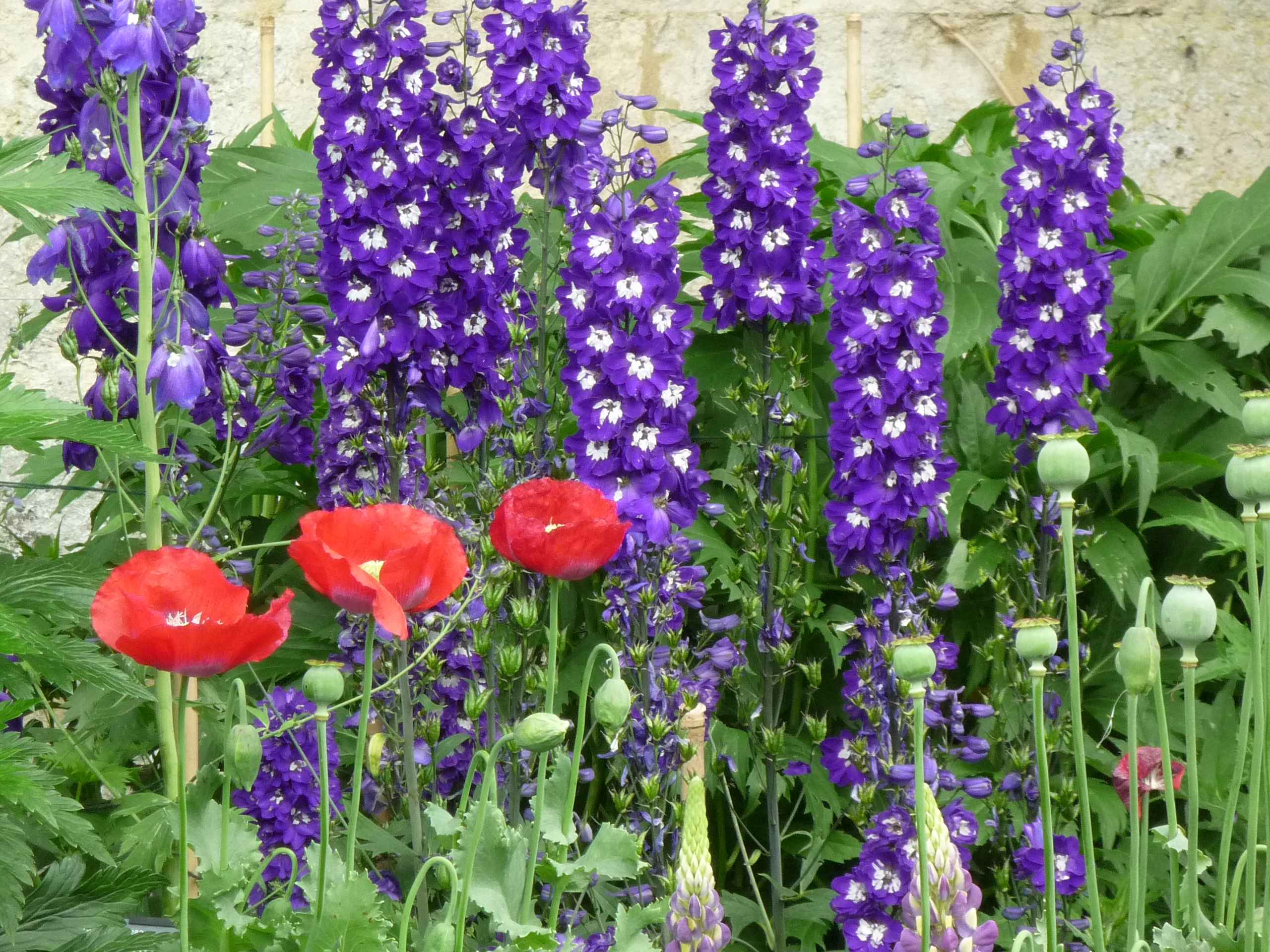 Plante delphinium