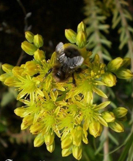 Plante de rocaille fleur jaune