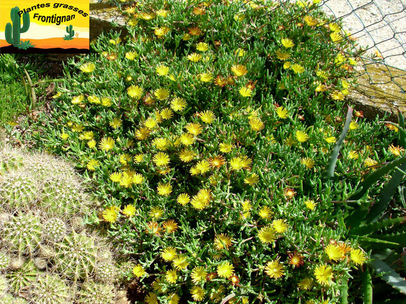 Plante couvre sol jaune