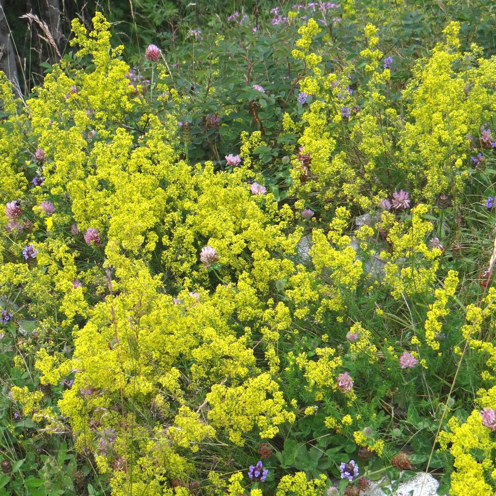 Plante vivace jaune