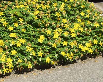 Plante de talus couvre sol