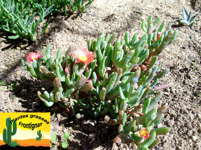 Plantes de rocaille rampantes