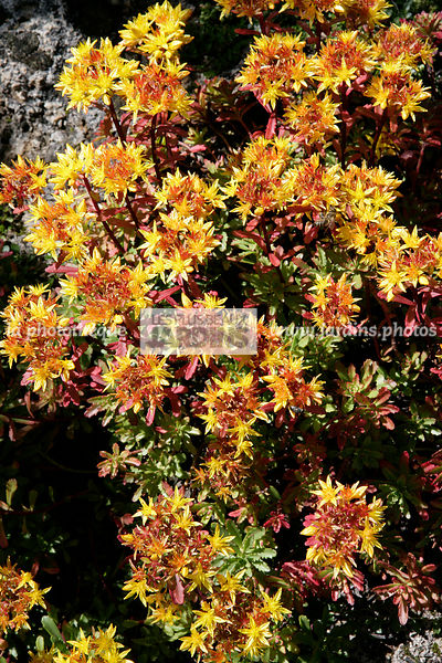 Sedum couvre sol jaune