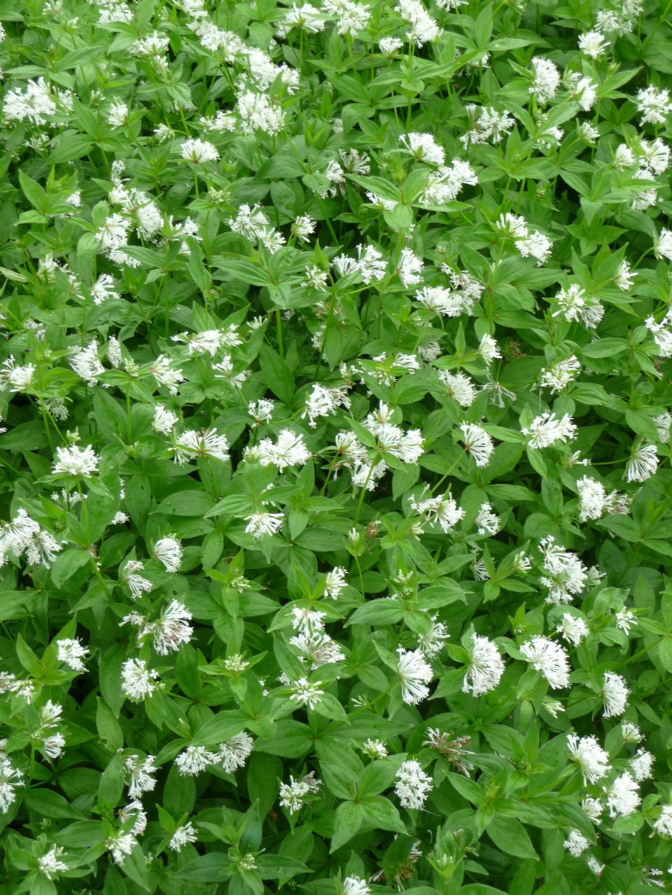 Couvre sol fleurs blanches