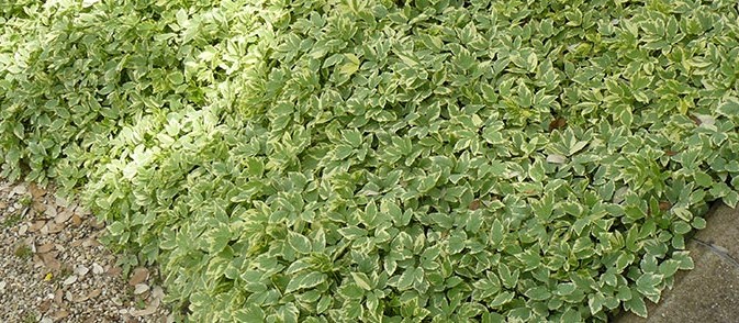 Arbustes couvre sol persistant