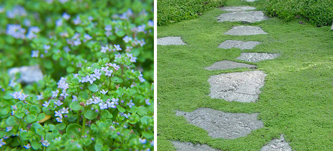 Plantes couvre sol pouvant être piétinées