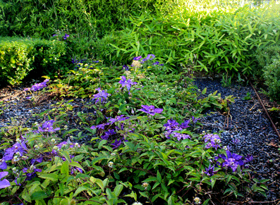 Plantes tapissantes couvre sol