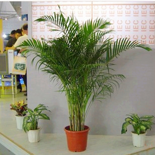 Plante phoenix