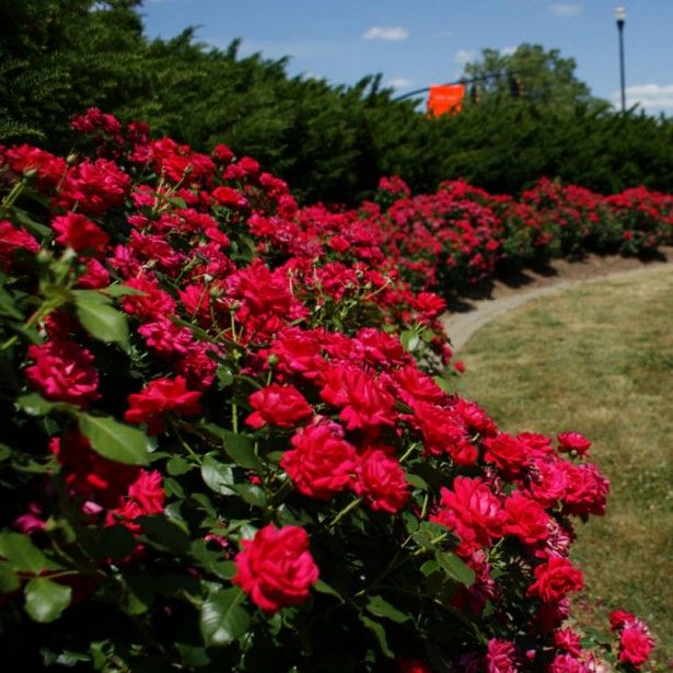 Rosiers couvre sol pour talus