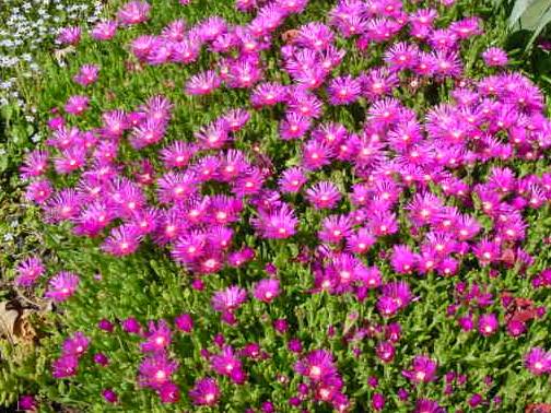 Plantes vivaces retombantes pour muret