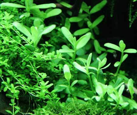 Plante tapissante aquarium