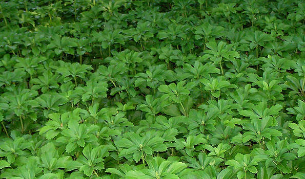 Plante rampante fleurie