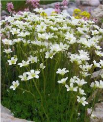 Plantes de rocaille mi ombre