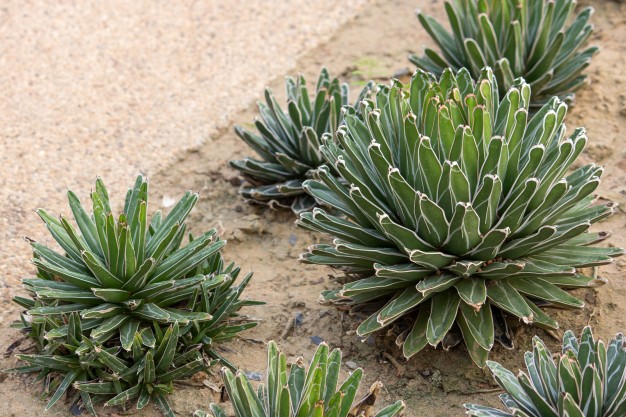 Plante décorative jardin