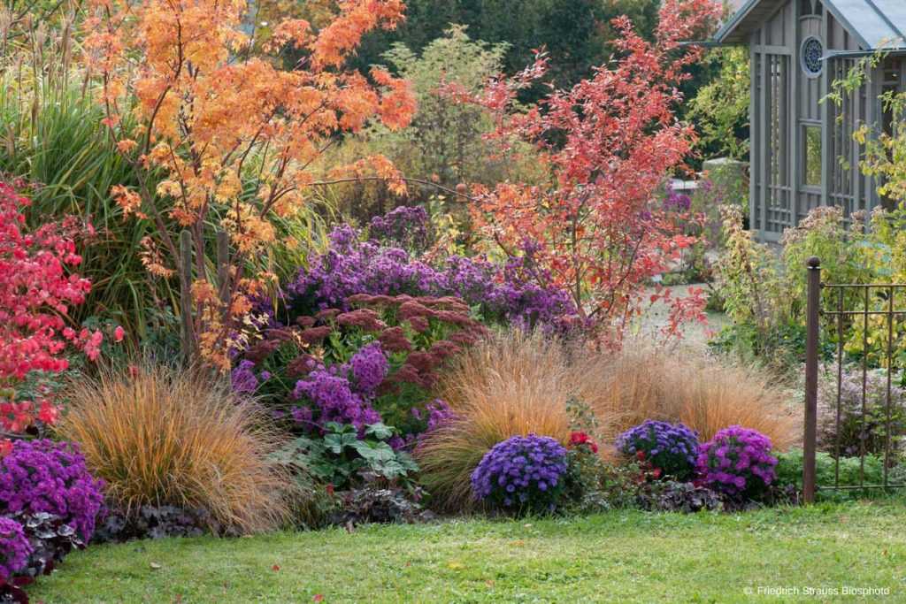 Parterre plante vivace