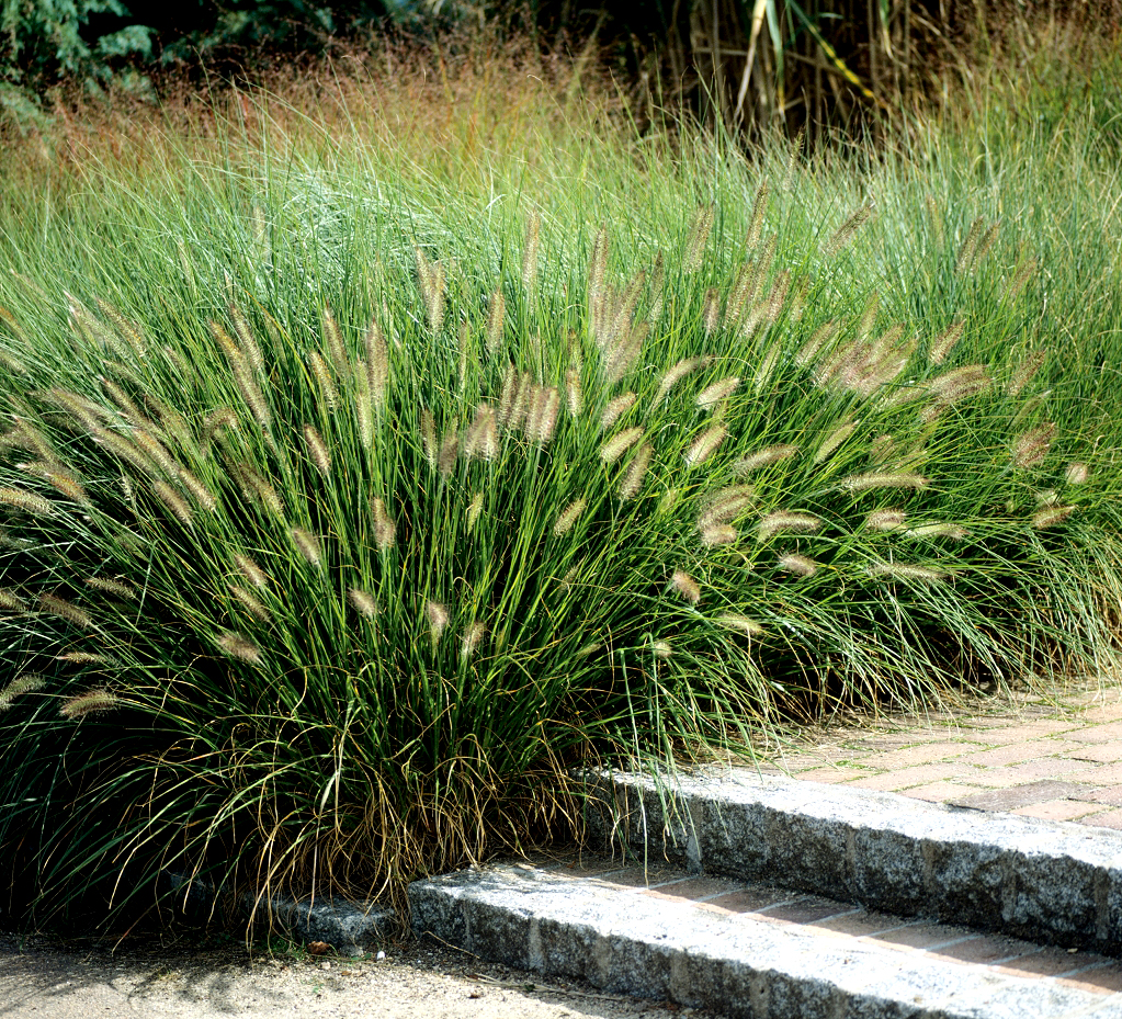 Plante pennisetum