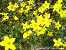 Plante de rocaille fleur jaune