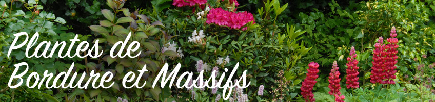 Plantes vivaces pour bordures jardin