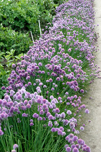 Bordure plantes vivaces