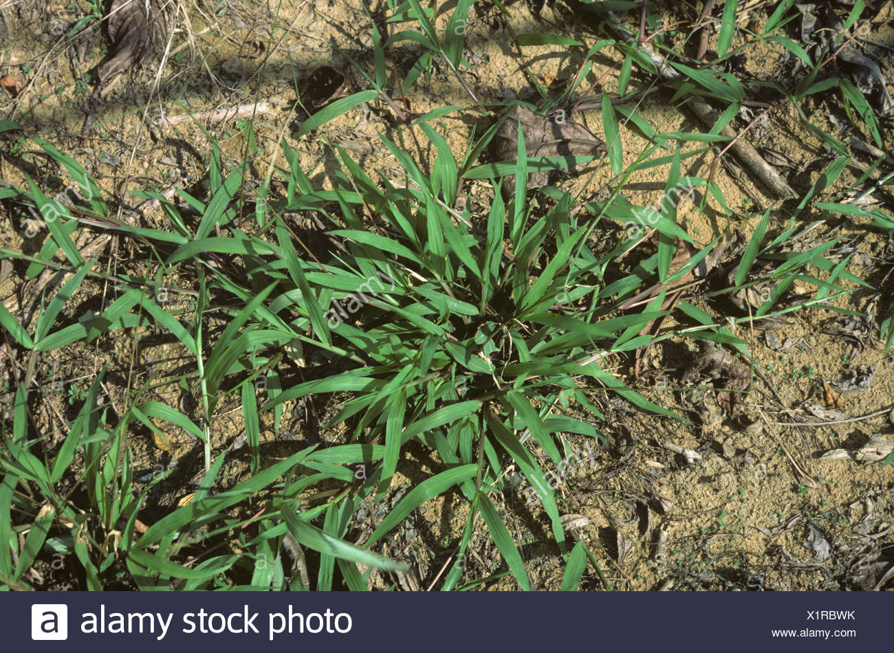 Herbes rampantes