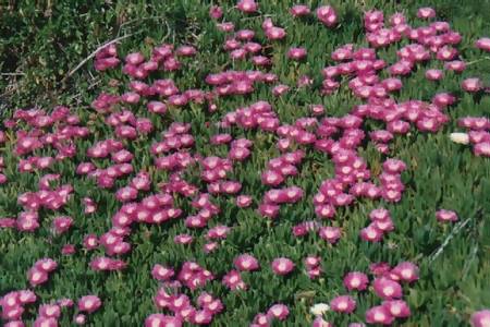 Plantes grasses rampantes