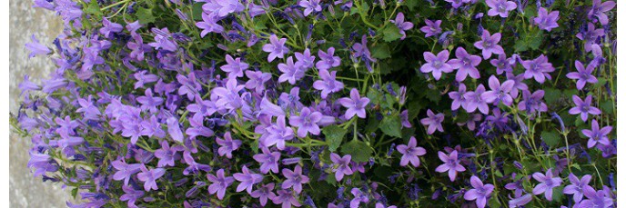 Plantes vivaces mauves