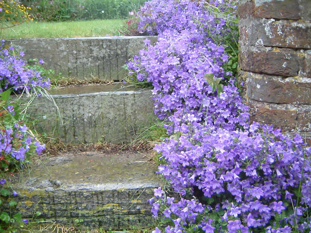 Fleurs de rocaille retombantes