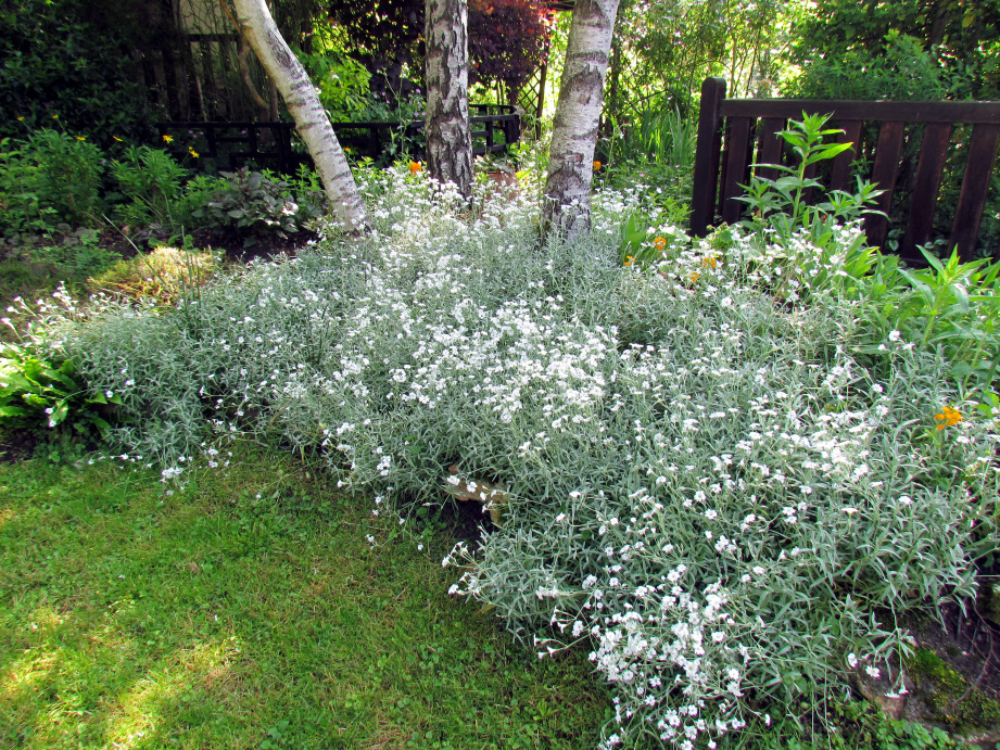 Plante terrain sec et ombragé