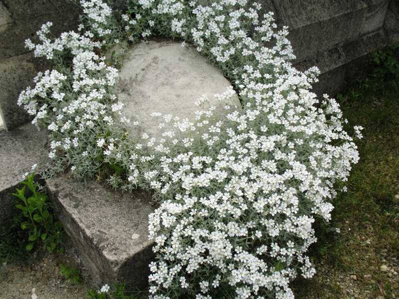 Tapis de fleurs vivaces