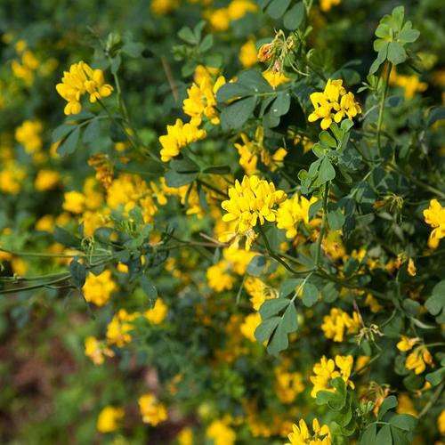 Plante jaune des talus