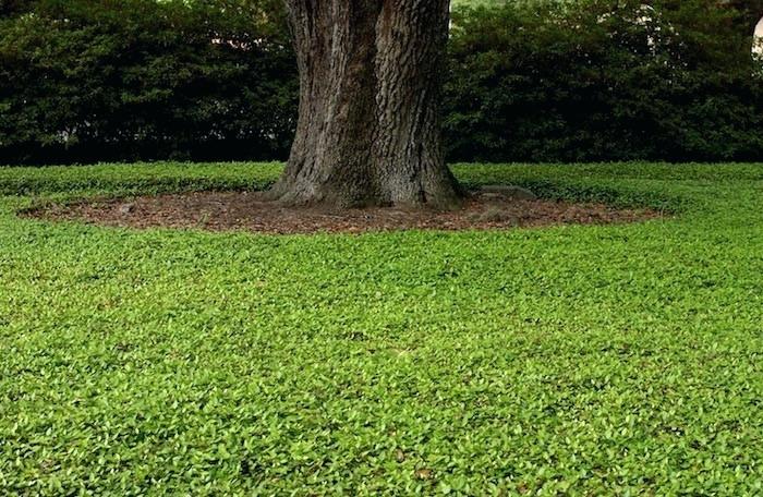 Plante couvre talus