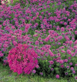 Fleurs vivaces couvre sol