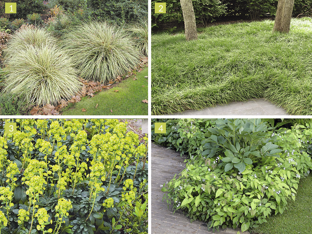 Quelle plante pour terrain rocailleux