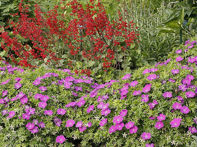 Couvre sol mousse