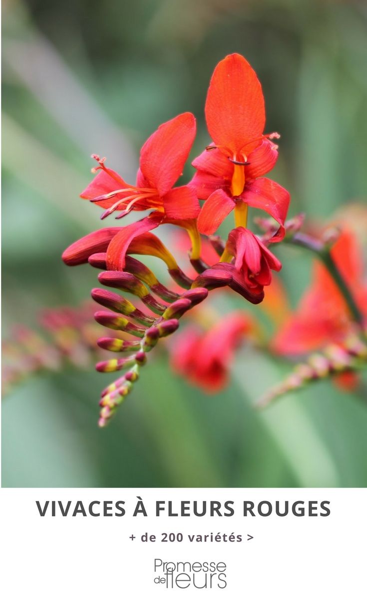 Plante vivace ombre feuillage persistant